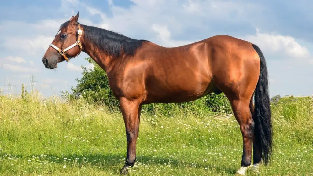 Sorrel Quarter Horse