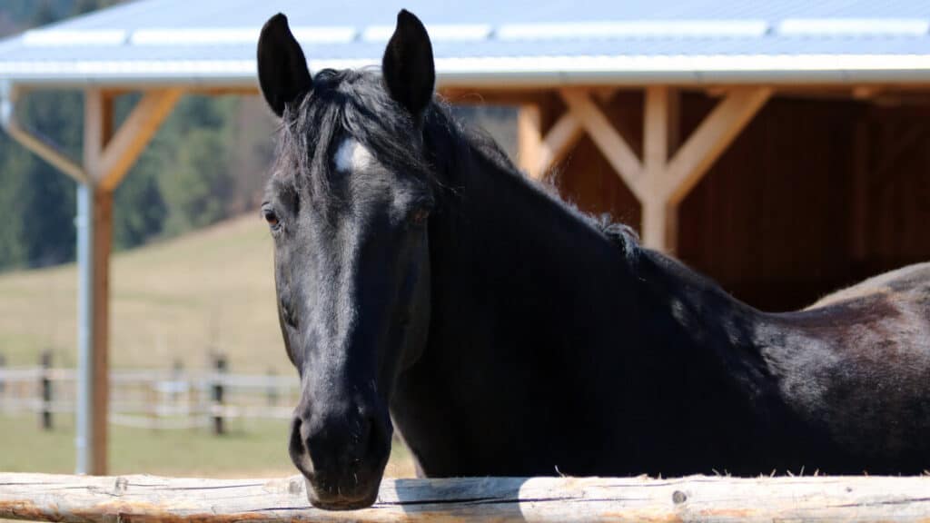 Black Horse Ranch