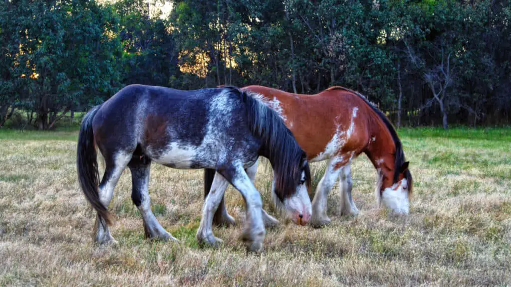 Clydesdale Horses Grazing