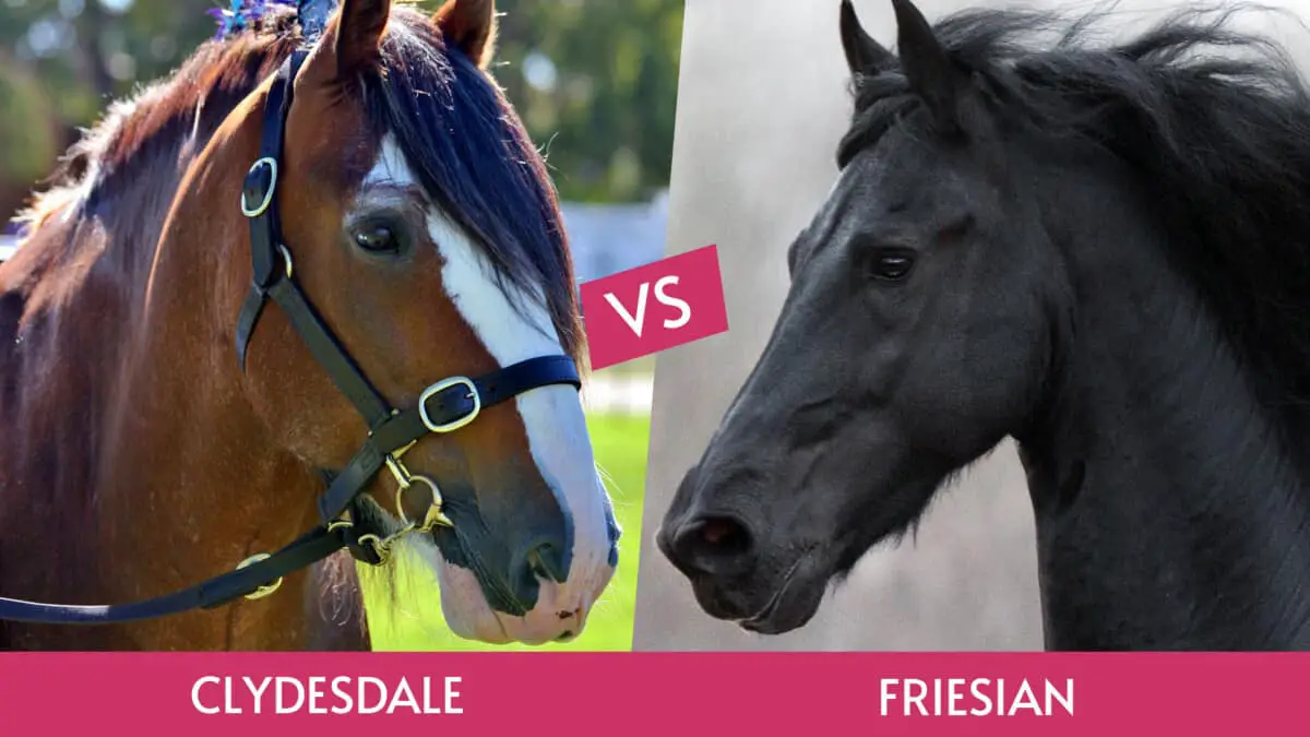 Clydesdale vs Friesian