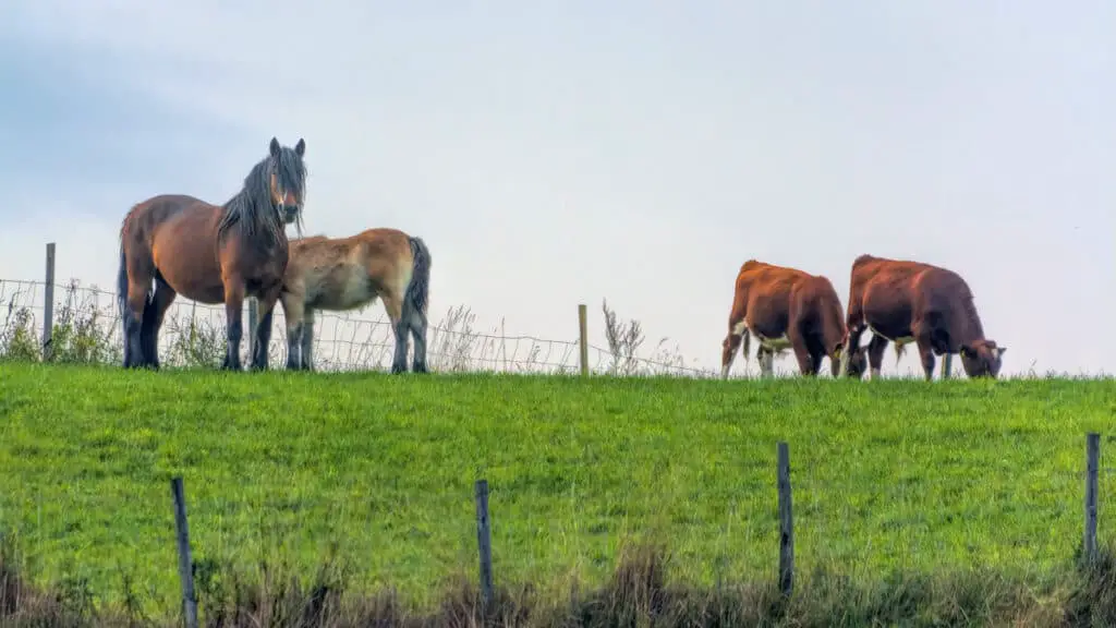 Horses And Cows in A Field - Do Horses Produce Methane?