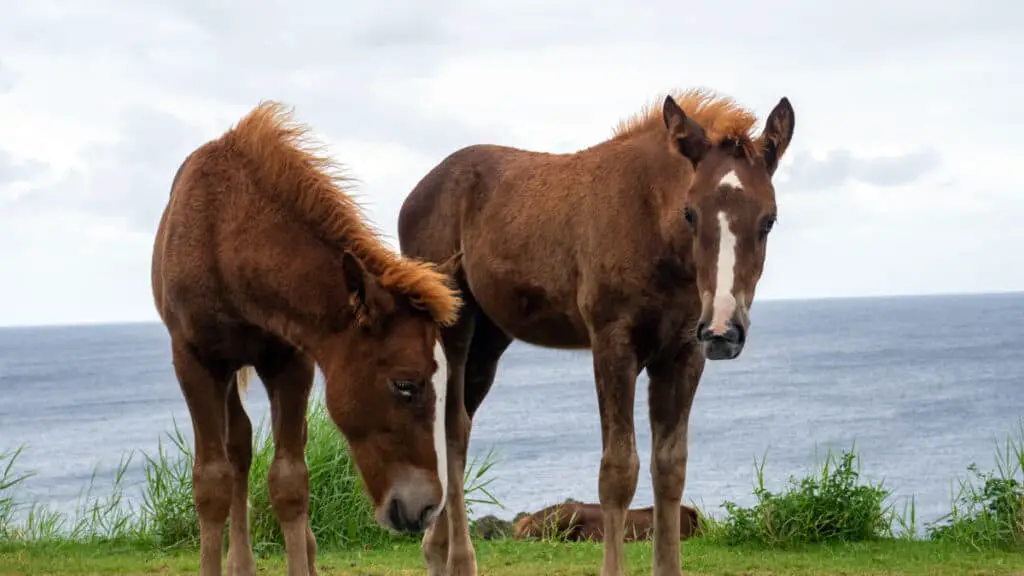 Yonaguni Horse