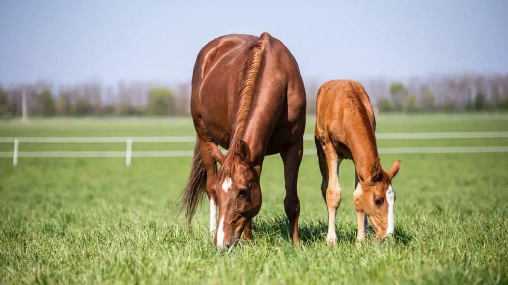 Gidran Horses