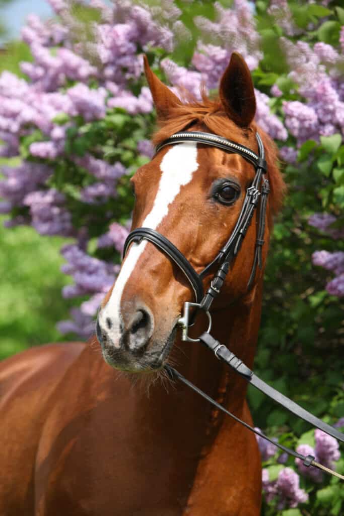 Beautiful Budyonny Horse