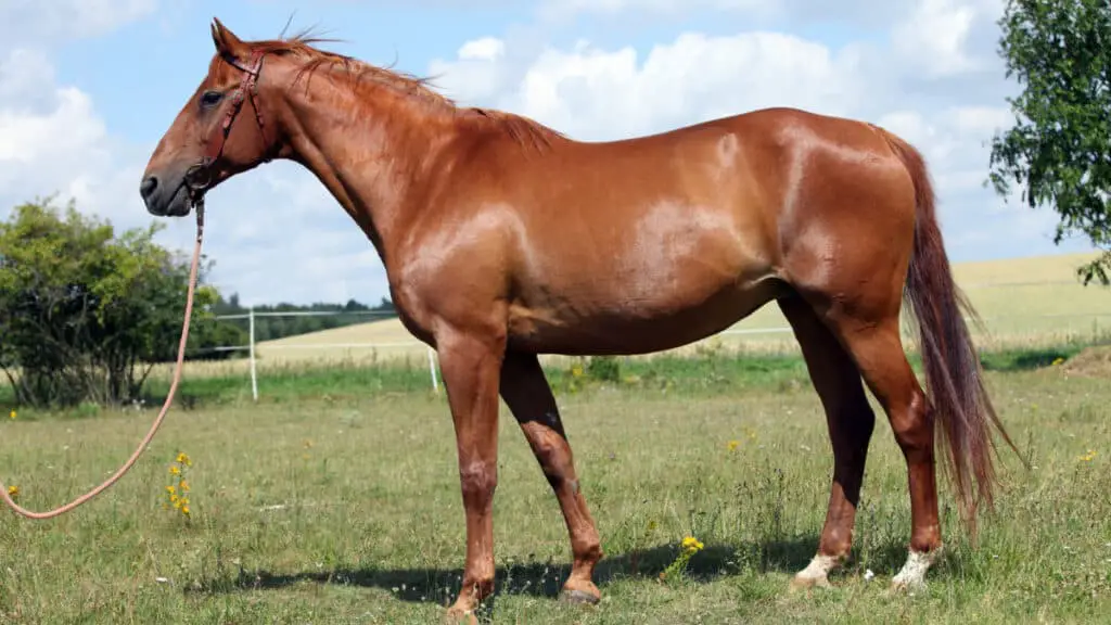 Budyonny Horse