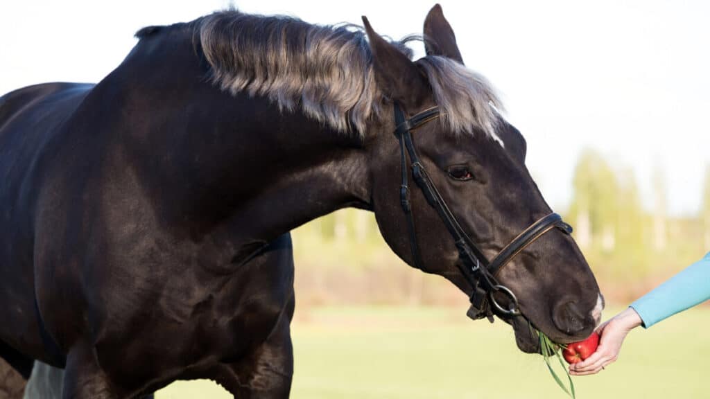 Can Horses Eat Apples And Carrots?