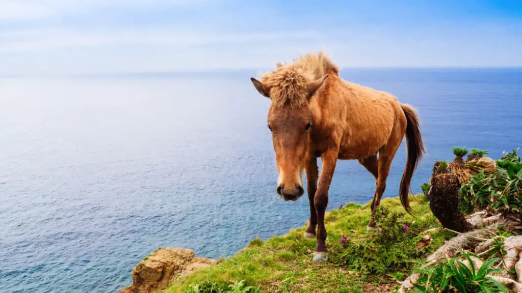 Yonaguni Horse