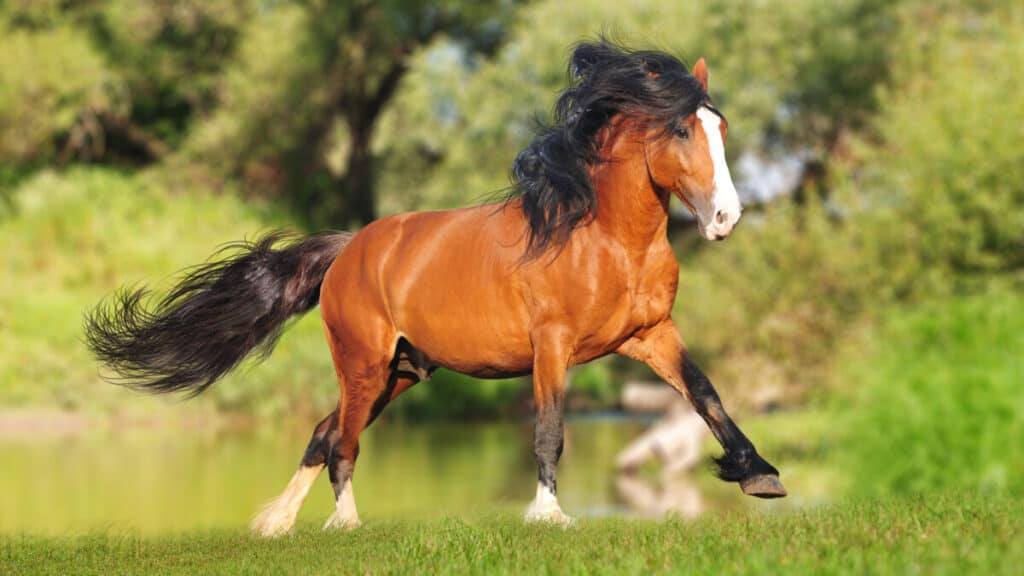 Russian Draft Horse