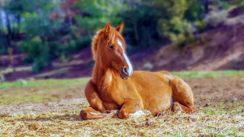 Young Brown Foal