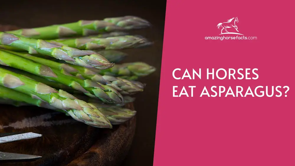 Can Horses Eat Asparagus