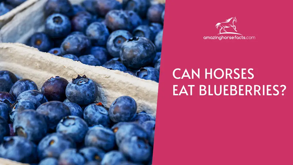 Can Horses Eat Blueberries