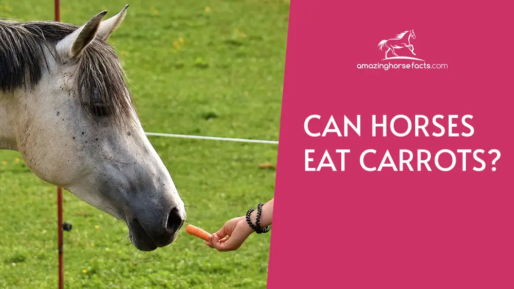 Can Horses Eat Carrots