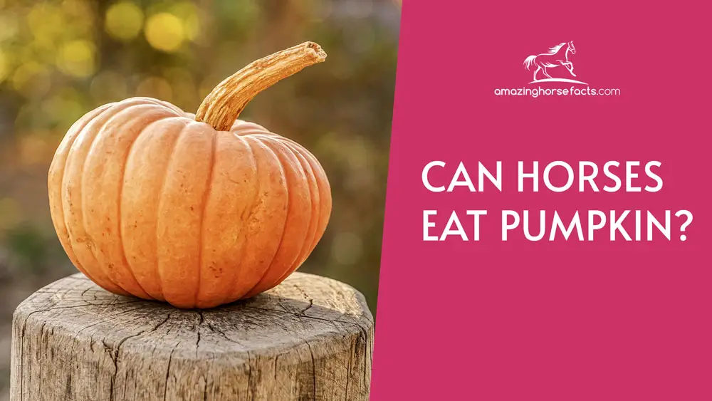 Can Horses Eat Pumpkin