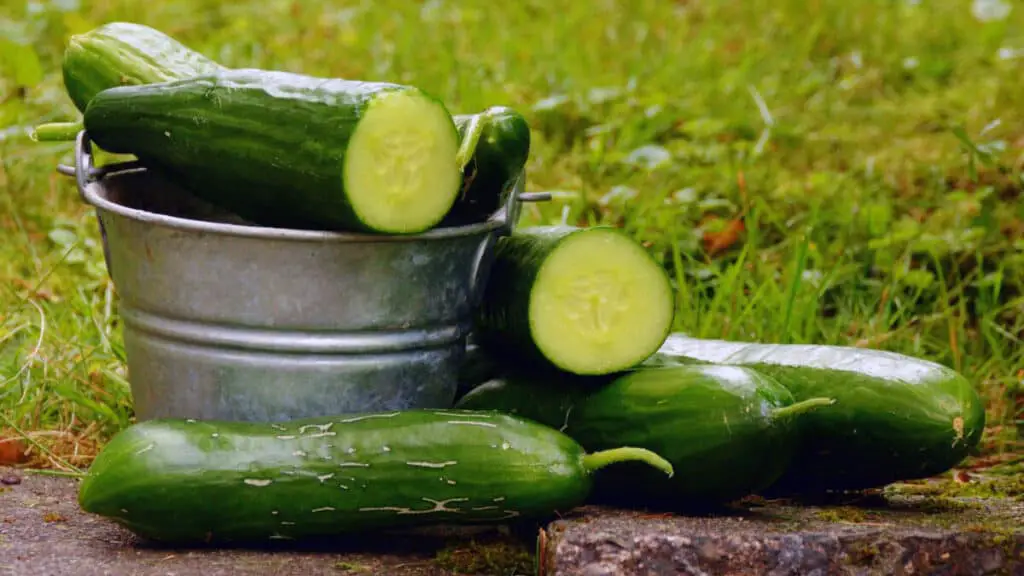 Can Horses Eat Cucumbers