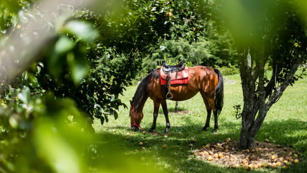 Can Horses Eat Pears