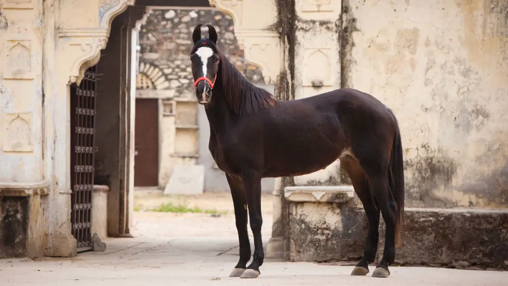 Indian Marwari Horse