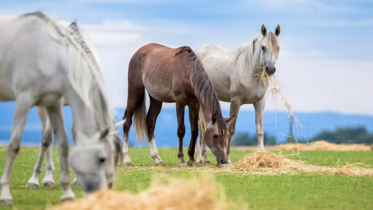 Horses Grazing In A Field Outdoors