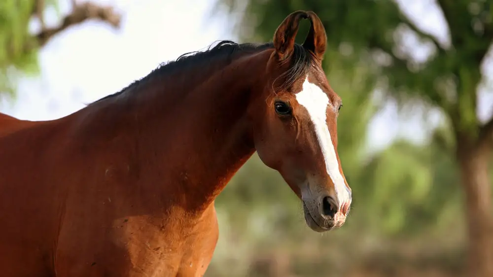 Mare Indian Marwari Horse