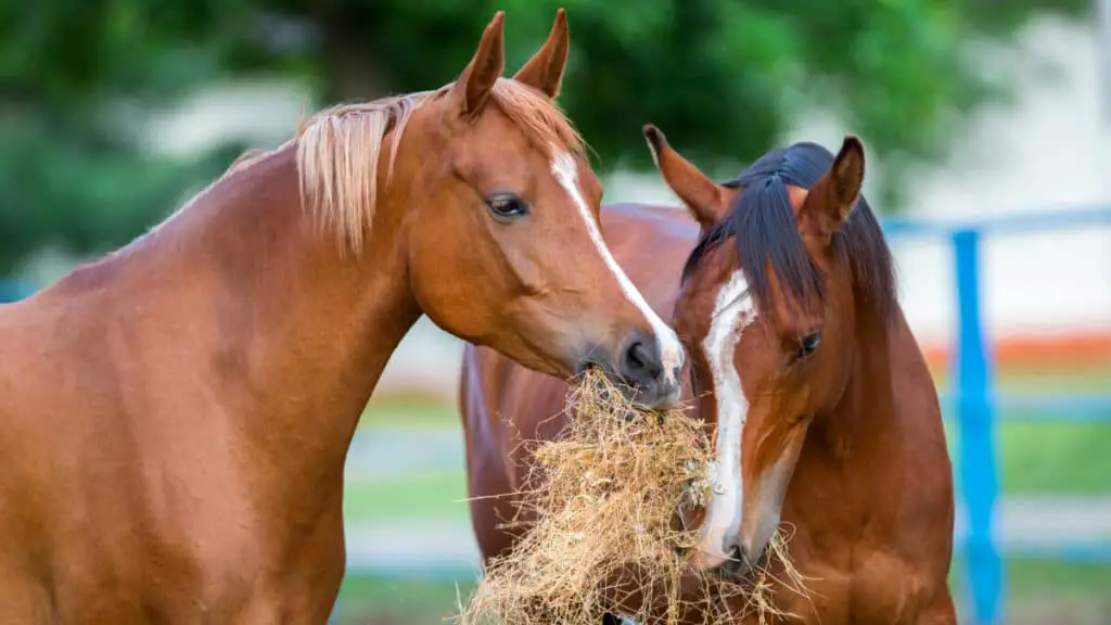 Two Arabian horses eating hay