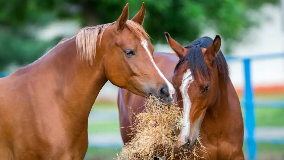 What Do Horses Eat? (A Complete Guide) AHF