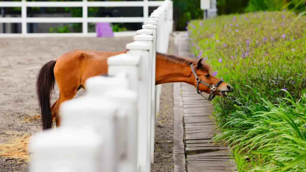 Chestnut Horse Eating Flowers From A Flowerbed