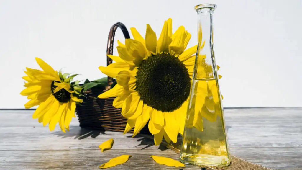 Is Sunflower Oil Good For Horses?