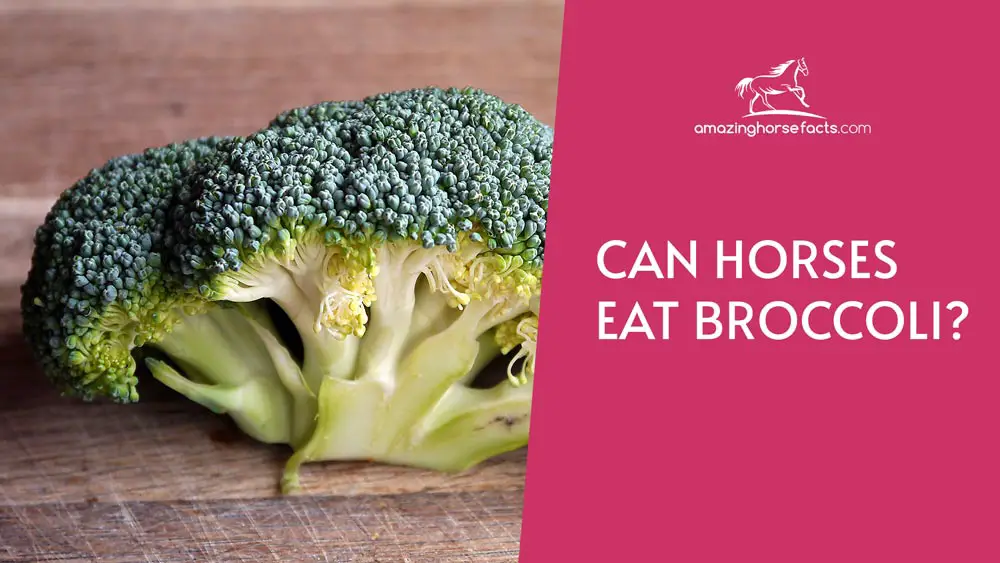 Can Horses Eat Broccoli