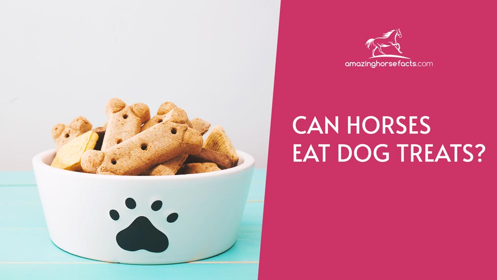 Can Horses Eat Dog Treats? (A Complete Guide) - AHF