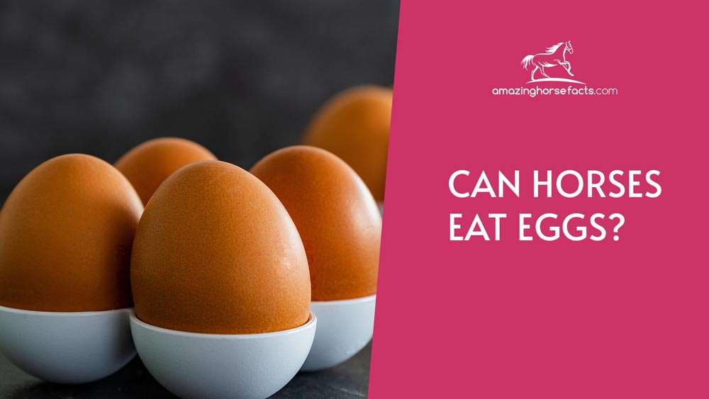 Can Horses Eat Eggs