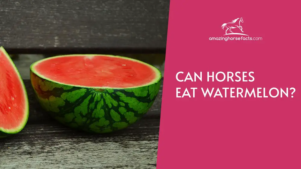 Can Horses Eat Watermelon