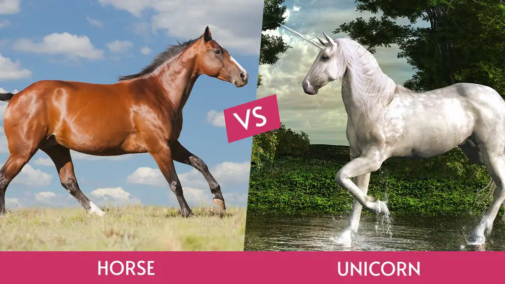 Horse Vs Unicorn 