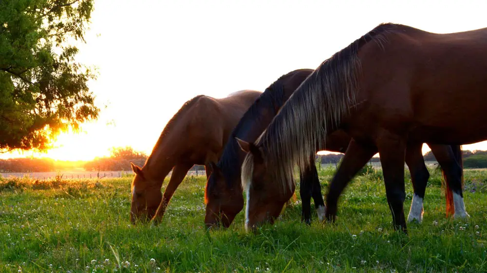 Horses Eating Grass