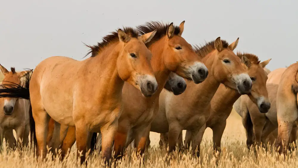 Przewalski's Horse