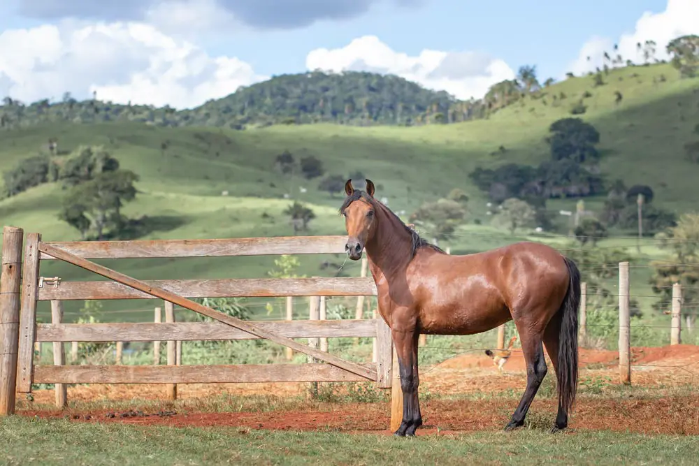 Young Bay Mangalarga Marchador Horse