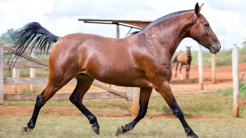 Beautiful Mangalarga Marchador Mare With Blood Bay Coat