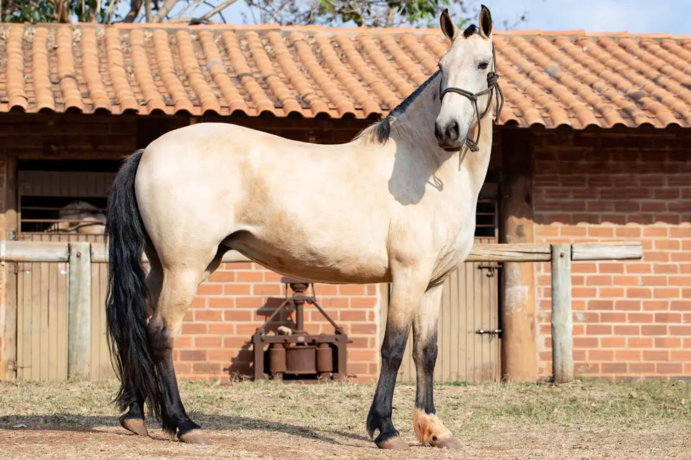 Mangalarga Marchador Horse With Loose Palomine Coat