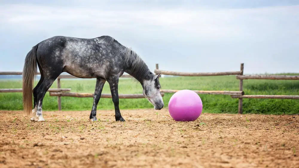 Horse Playing With A Ball