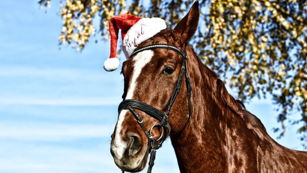 Christmas Themed Horse Wearing A Santa Hat