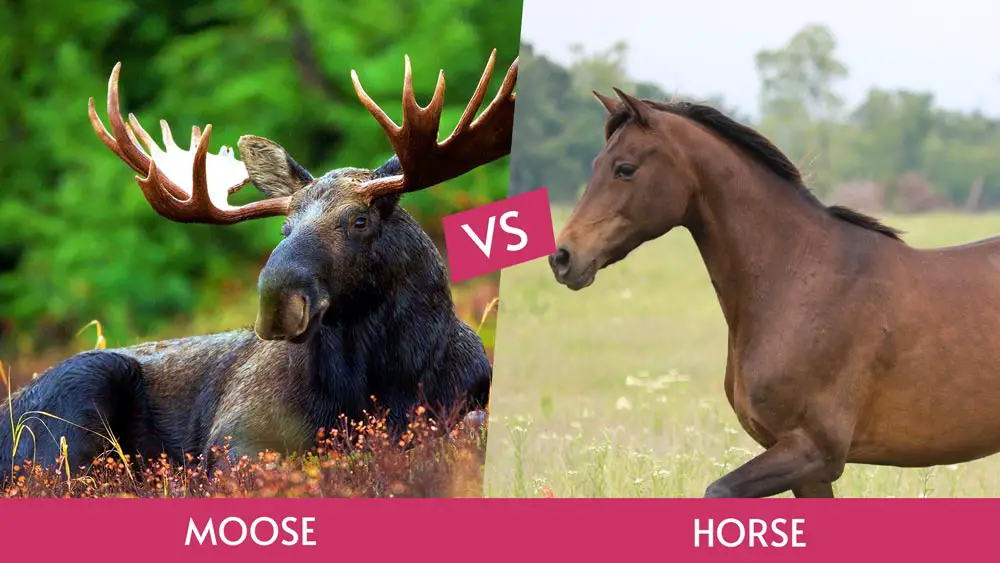 Moose Vs Horse Size Comparison