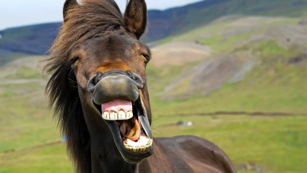 Funny Icelandic Horse