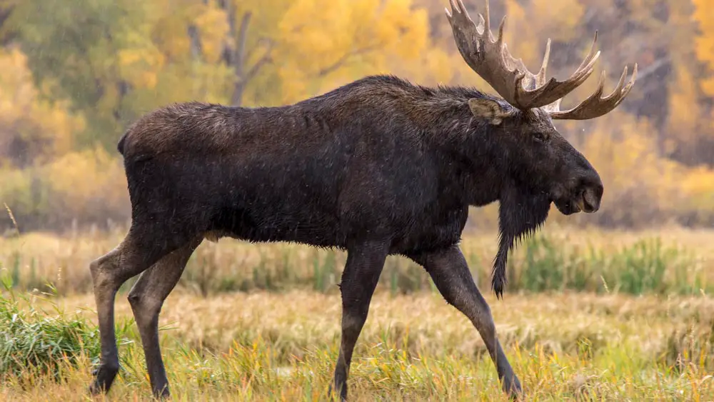 Bull Moose Walking In The Rain