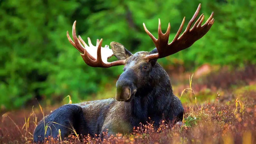 Moose Resting