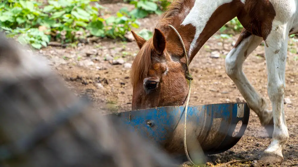 Brown And White Grade Horse Eating