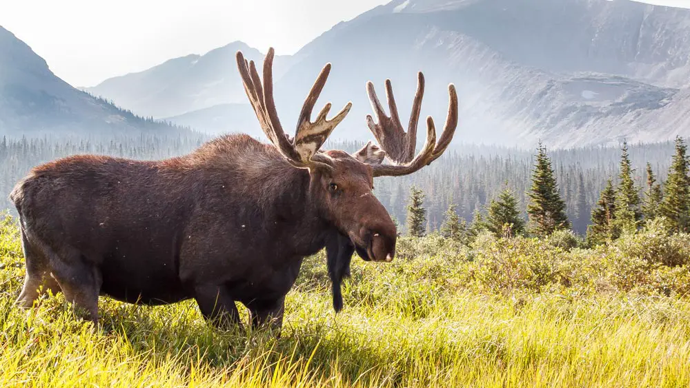 Wild Moose Grazing