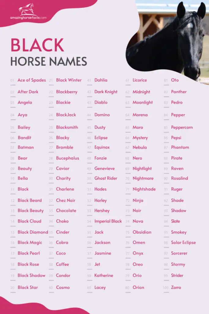 Black Horse Names Infographic