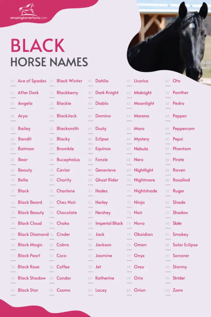 Black Horse Names (866 Great Choices For Your Dark Beauty)