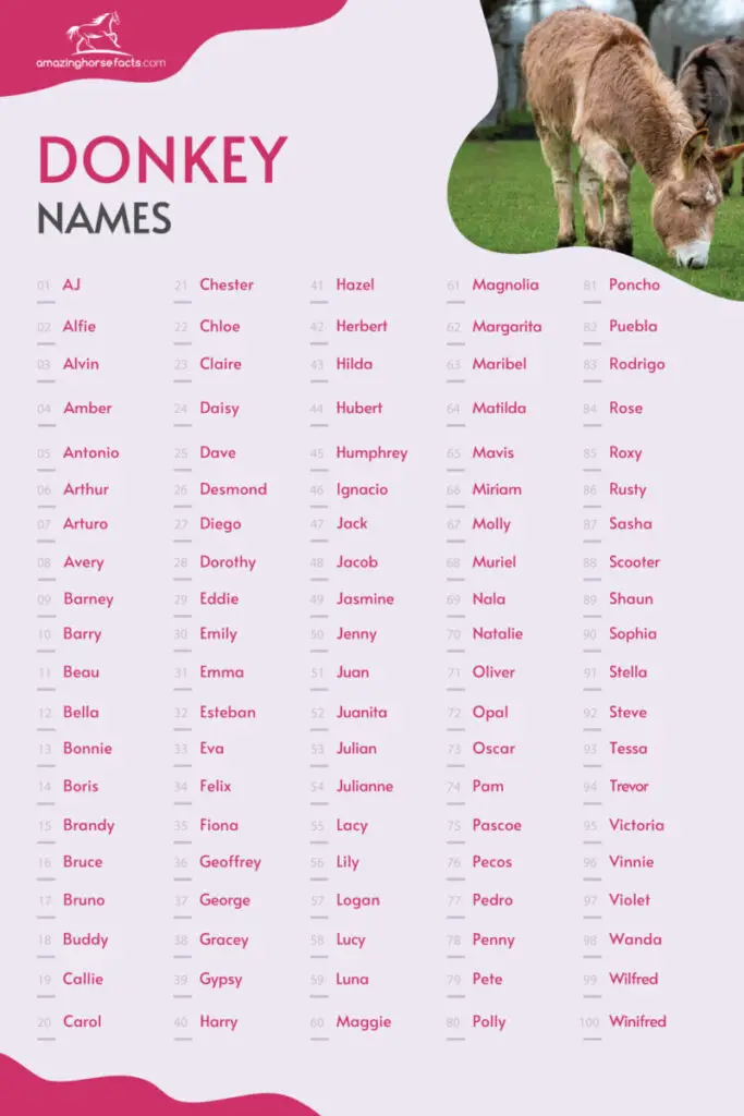 Donkey Names Infographic