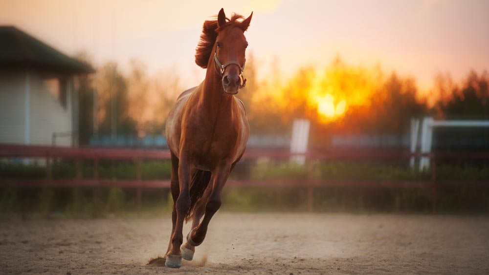 Beautiful Brown Horse Running In The Paddock At Sunset