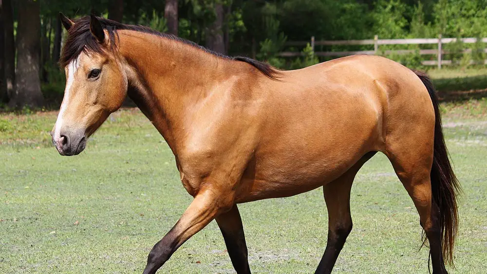 Beautiful Buckskin Mustang Trotting Gracefully