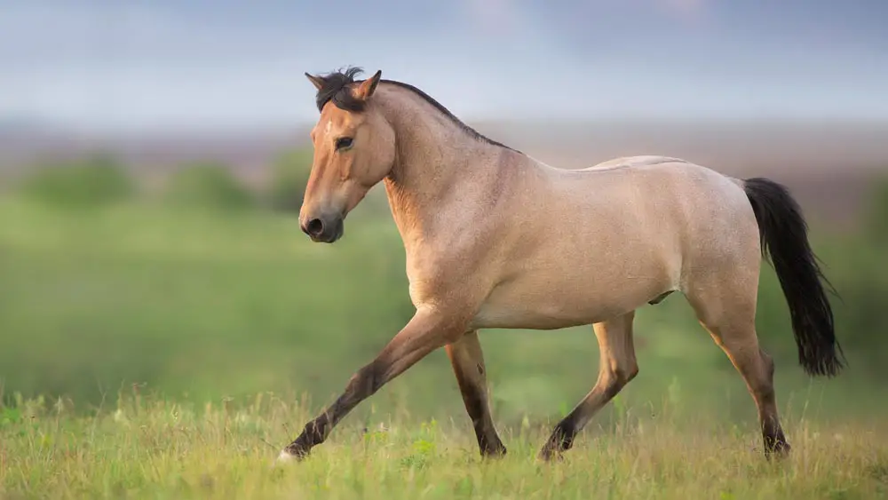 Buckskin Horse Run Gallop On Spring Green Meadow